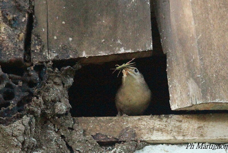 Southern House Wren