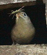 Southern House Wren