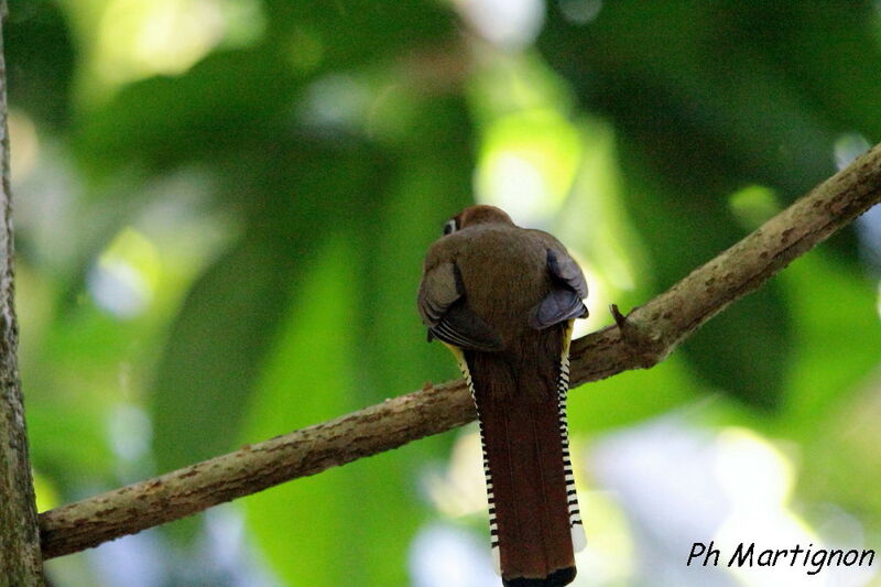 Trogon de Cabanis femelle, identification