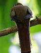 Trogon de Cabanis