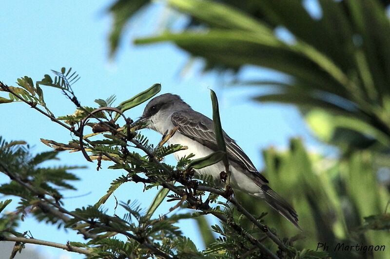 Grey Kingbird, identification