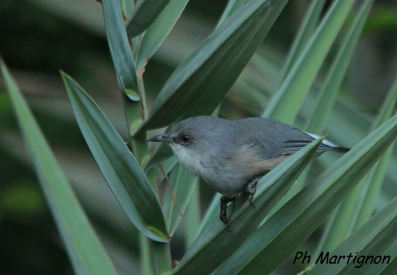 Mauritius Grey White-eye, identification