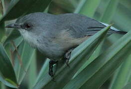 Mauritius Grey White-eye