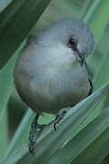 Mauritius Grey White-eye