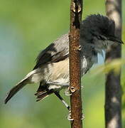 Mauritius Grey White-eye