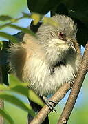 Mauritius Grey White-eye