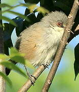 Mauritius Grey White-eye