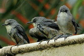 Mauritius Grey White-eye