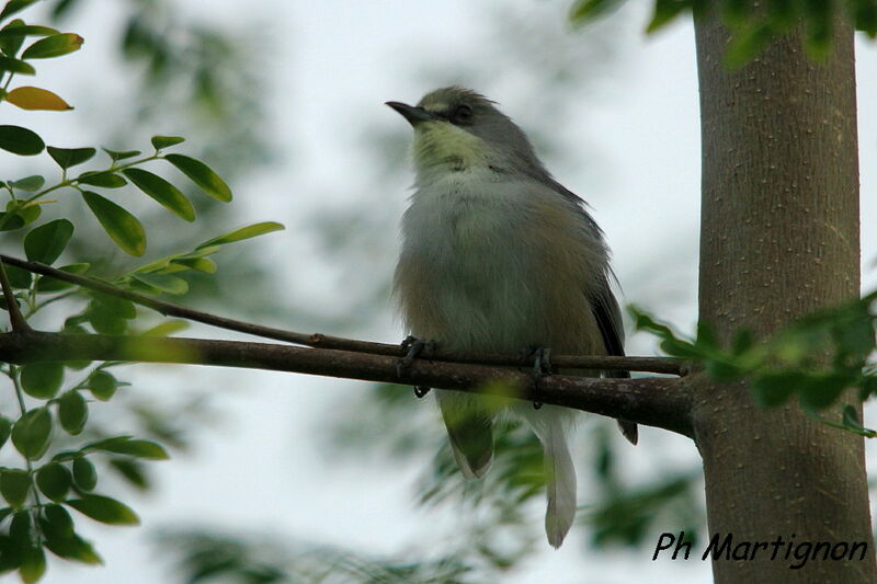 Zostérops gris, identification