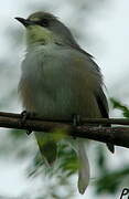 Mauritius Grey White-eye