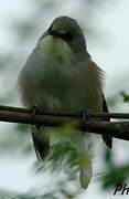 Mauritius Grey White-eye