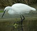 Aigrette garzette