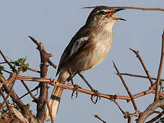 White-browed Scrub Robin