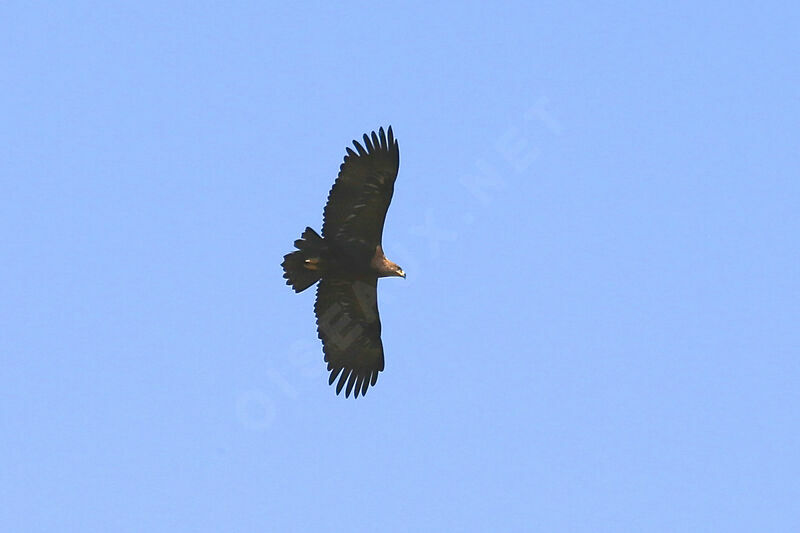 Aigle des steppes