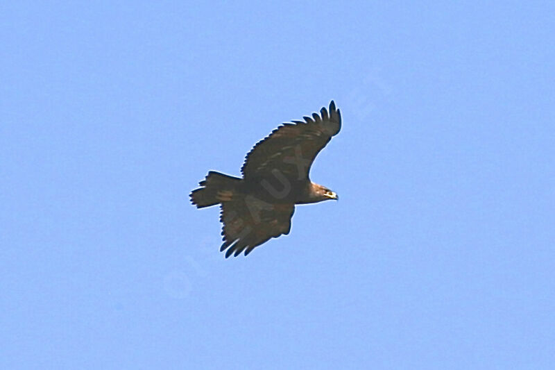 Aigle des steppes