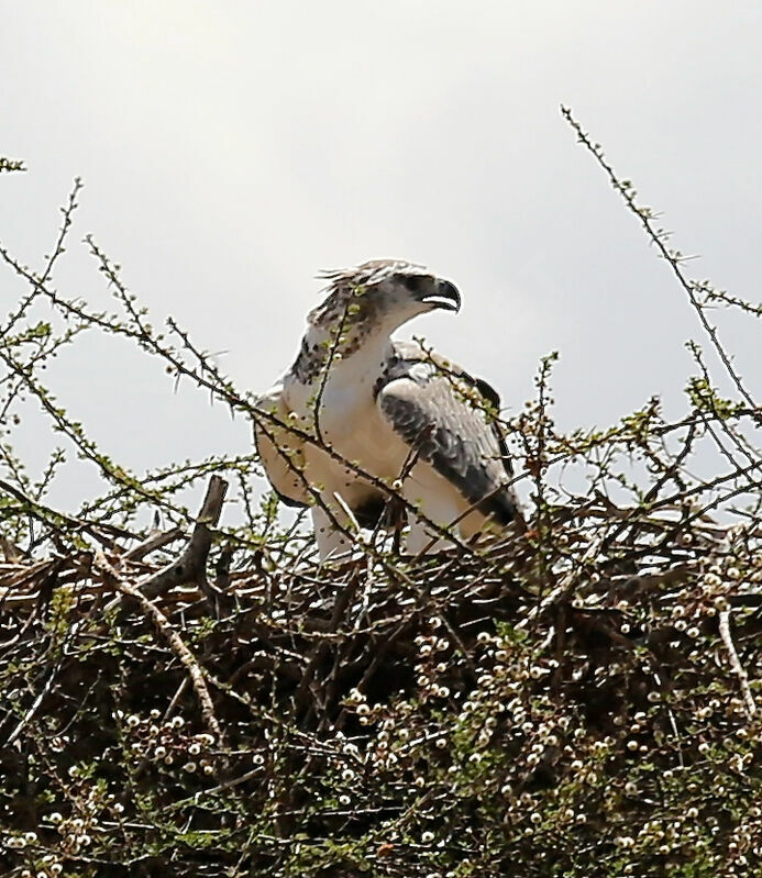 Martial Eagle