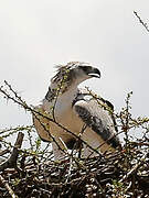 Martial Eagle