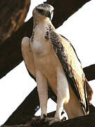 Martial Eagle