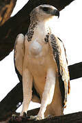 Martial Eagle