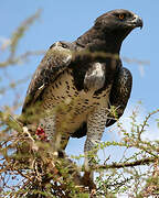 Martial Eagle