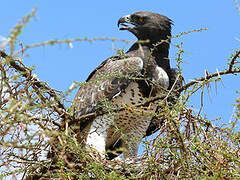 Martial Eagle