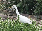 Aigrette de Chine