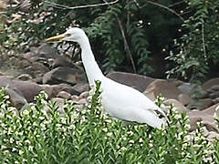 Chinese Egret