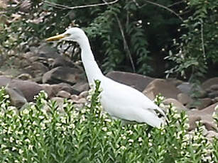 Aigrette de Chine