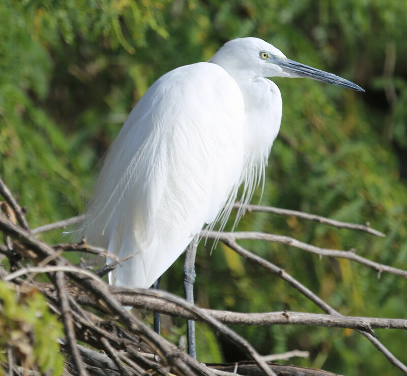 Aigrette garzette