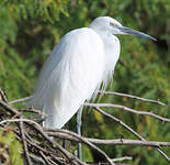 Aigrette garzette