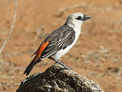 White-headed Buffalo Weaver