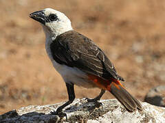 White-headed Buffalo Weaver