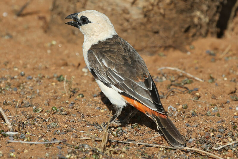 White-headed Buffalo Weaver