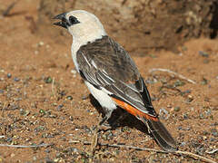 White-headed Buffalo Weaver