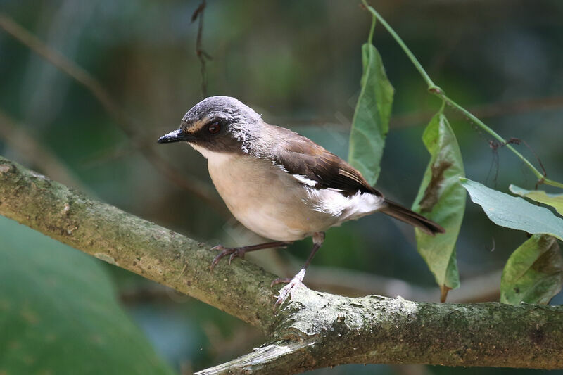 Brown-chested Alethe