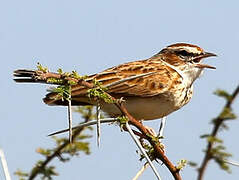 Fawn-colored Lark