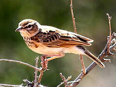 Fawn-colored Lark