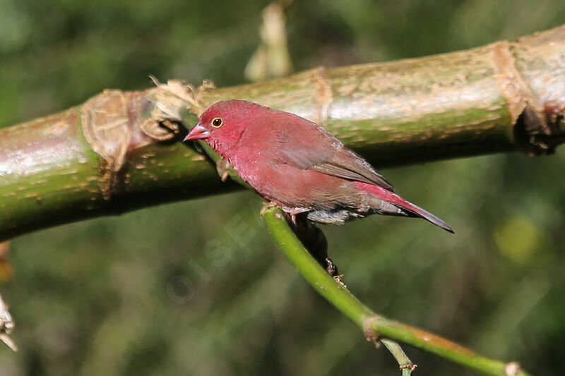 Red-billed Firefinch