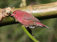 Red-billed Firefinch