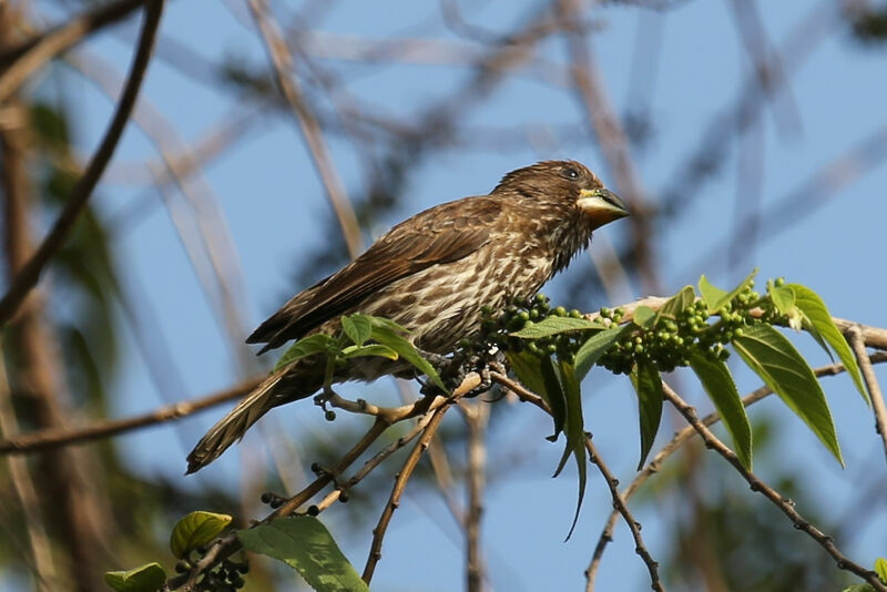 Thick-billed Weaver