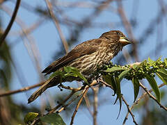 Thick-billed Weaver