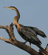 Anhinga d'Afrique