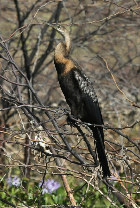 Anhinga d'Afrique