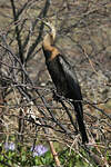 Anhinga d'Afrique