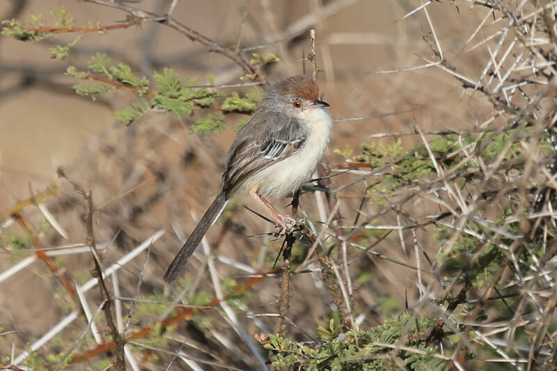 Apalis à front roux