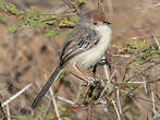 Apalis à front roux