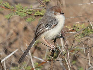 Apalis à front roux