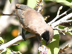 Black-faced Waxbill