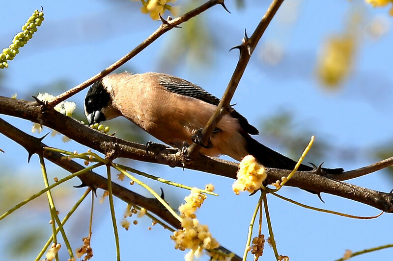 Black-cheeked Waxbill