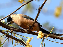 Black-cheeked Waxbill